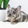 Image of Flora, a French Bulldog puppy