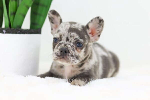 Image of Flora, a French Bulldog puppy