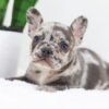 Image of Flora, a French Bulldog puppy