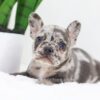 Image of Flora, a French Bulldog puppy