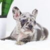 Image of Flora, a French Bulldog puppy