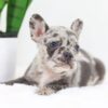 Image of Flora, a French Bulldog puppy