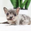 Image of Forest, a French Bulldog puppy