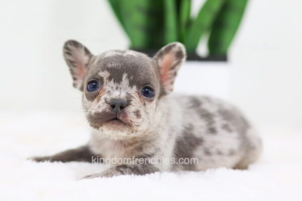 Image of Forest, a French Bulldog puppy