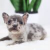 Image of Forest, a French Bulldog puppy