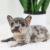 Image of Forest, a French Bulldog puppy