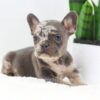 Image of Frost, a French Bulldog puppy