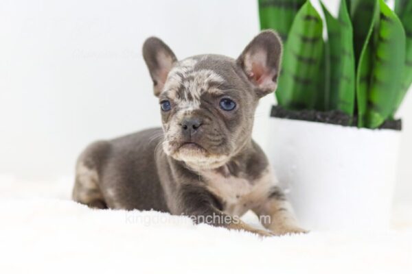 Image of Frost, a French Bulldog puppy