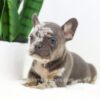 Image of Frost, a French Bulldog puppy