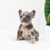 Image of Frost, a French Bulldog puppy