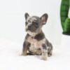 Image of Frost, a French Bulldog puppy