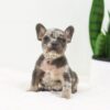 Image of Frost, a French Bulldog puppy