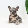 Image of Frost, a French Bulldog puppy