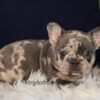 Image of Garth, a French Bulldog puppy