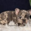 Image of Garth, a French Bulldog puppy