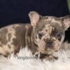 Image of Garth, a French Bulldog puppy