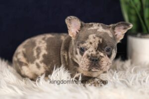 Image of Garth, a French Bulldog puppy