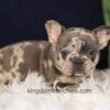 Image of Garth, a French Bulldog puppy