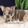 Image of Garth, a French Bulldog puppy