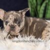 Image of Garth, a French Bulldog puppy