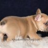 Image of Gavin, a French Bulldog puppy