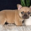 Image of Gavin, a French Bulldog puppy