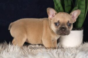 Image of Gavin, a French Bulldog puppy