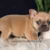 Image of Gavin, a French Bulldog puppy