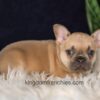 Image of Gavin, a French Bulldog puppy