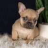 Image of Gavin, a French Bulldog puppy