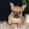 Image of Gavin, a French Bulldog puppy