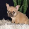 Image of Gavin, a French Bulldog puppy