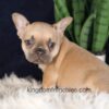 Image of Gavin, a French Bulldog puppy