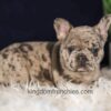 Image of Gloria, a French Bulldog puppy