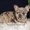 Image of Gloria, a French Bulldog puppy