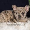 Image of Gloria, a French Bulldog puppy