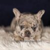 Image of Gloria, a French Bulldog puppy