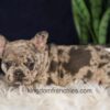 Image of Gloria, a French Bulldog puppy