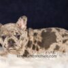 Image of Gloria, a French Bulldog puppy