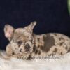 Image of Gloria, a French Bulldog puppy