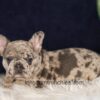 Image of Gloria, a French Bulldog puppy