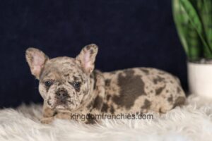 Image of Gloria, a French Bulldog puppy