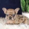 Image of Gracie, a French Bulldog puppy