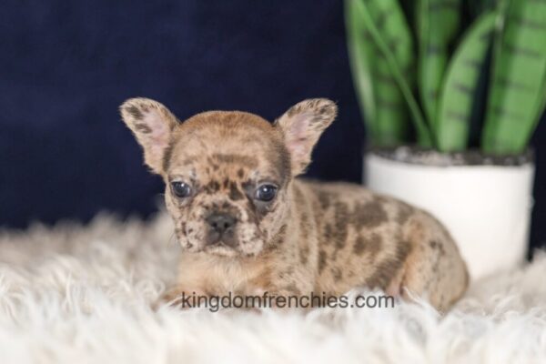 Image of Gracie, a French Bulldog puppy