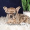 Image of Gracie, a French Bulldog puppy