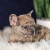 Image of Gracie, a French Bulldog puppy