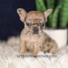 Image of Gracie, a French Bulldog puppy