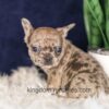 Image of Gracie, a French Bulldog puppy