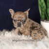 Image of Gracie, a French Bulldog puppy