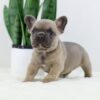 Image of Grant, a French Bulldog puppy